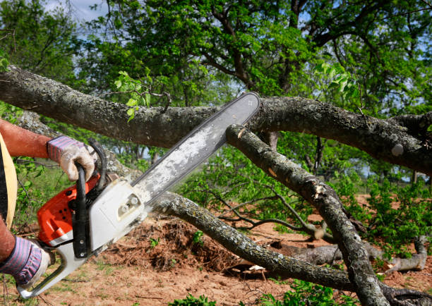 Tree and Shrub Care in Mansura, LA